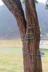 Pseudopanax chathamicus