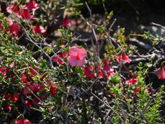 Hermannia stricta