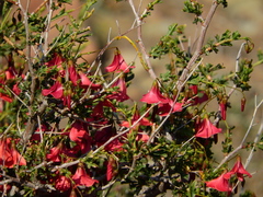 Hermannia stricta