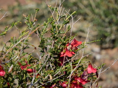 Hermannia stricta