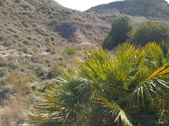 Chamaerops humilis