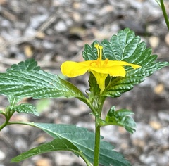 Turnera ulmifolia