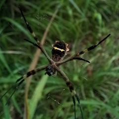 Argiope argentata