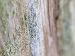 Chaenotheca laevigata