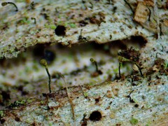 Chaenotheca laevigata