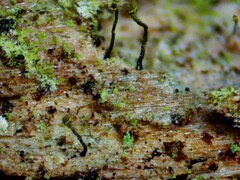 Chaenotheca laevigata