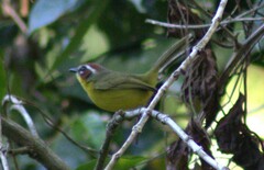 Basileuterus delattrii