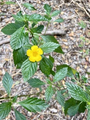 Turnera ulmifolia