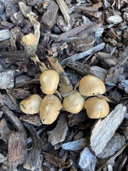 Candolleomyces candolleanus