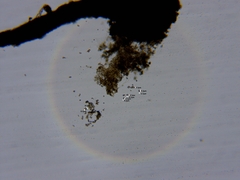 Chaenotheca laevigata