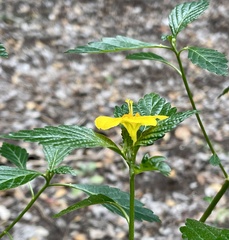 Turnera ulmifolia