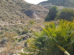 Chamaerops humilis