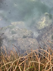 Cyprinodon nevadensis mionectes