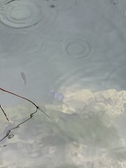 Cyprinodon nevadensis mionectes