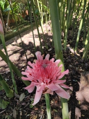 Etlingera elatior
