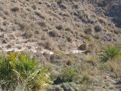 Chamaerops humilis
