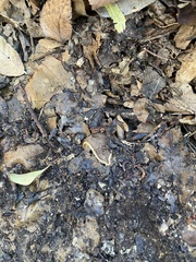 Schendyla nemorensis