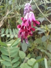 Vicia benghalensis