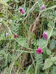 Vicia benghalensis