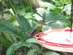 Heliodoxa aurescens