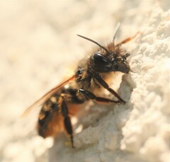 Osmia bicornis