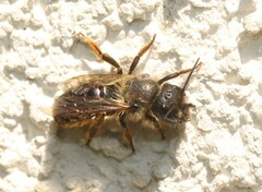 Osmia bicornis