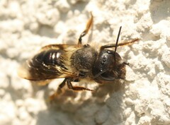 Osmia bicornis
