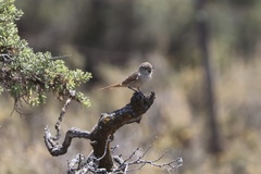 Furnariinae