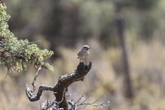 Furnariinae