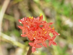 Pimelea punicea