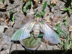 Euchloron megaera