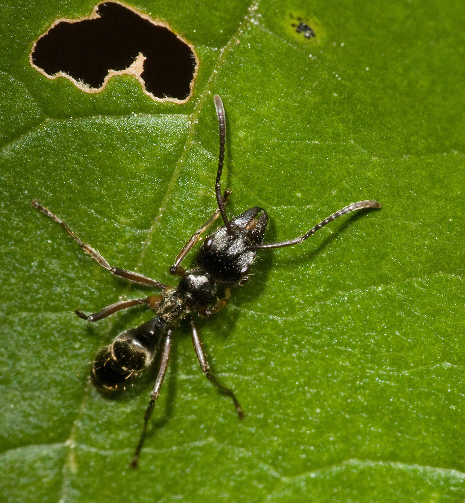 Neoponera lineaticeps