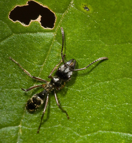 Neoponera lineaticepsNeoponera lineaticeps
