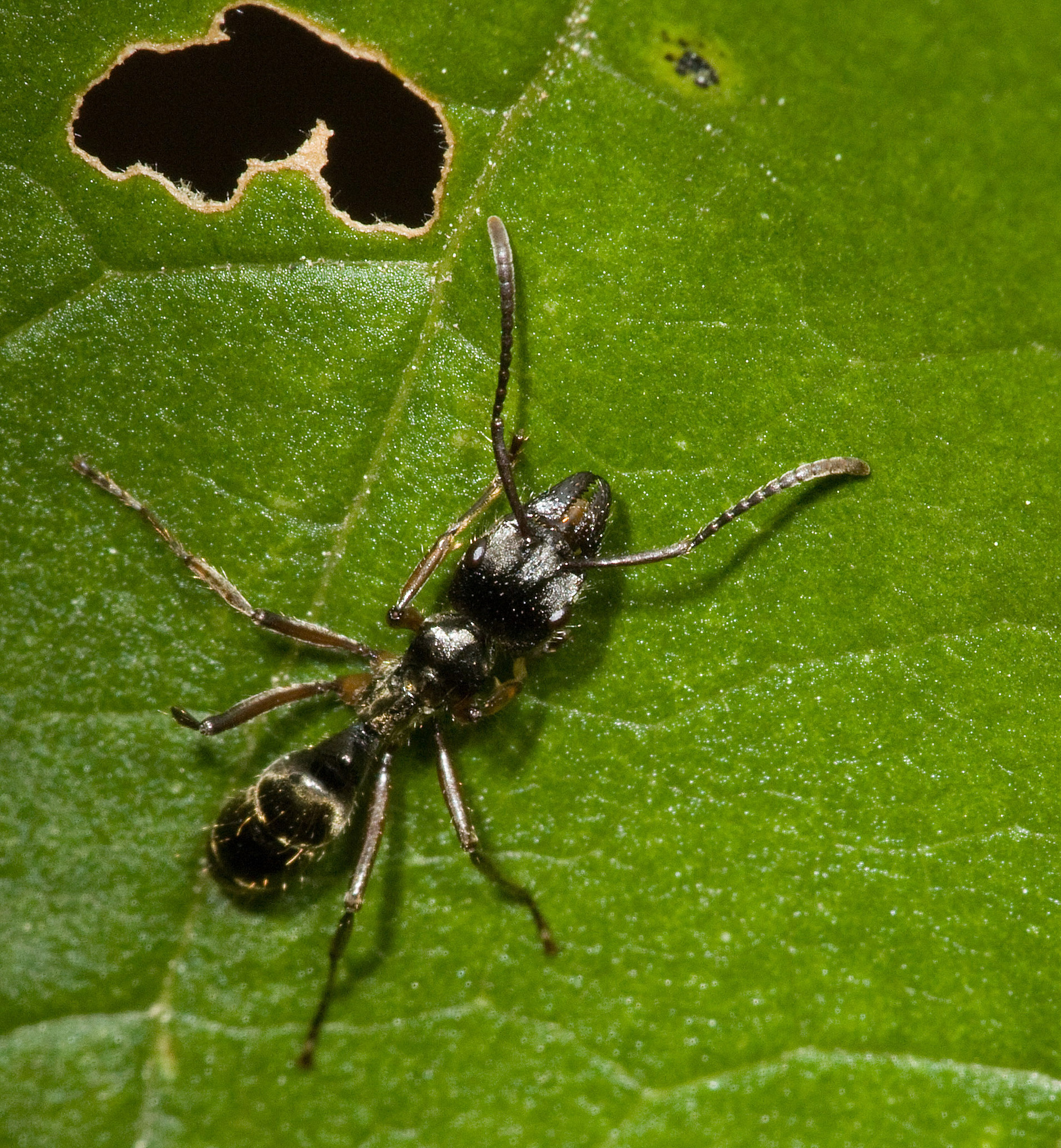Neoponera lineaticeps