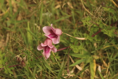 Dicerocaryum senecioides