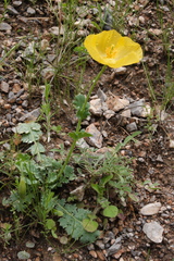 Glaucium squamigerum
