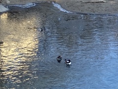 Lophodytes cucullatus