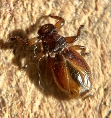 Lipoptena depressa