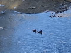 Lophodytes cucullatus