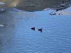 Lophodytes cucullatus