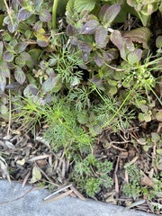 Cyclospermum
