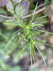 Cyclospermum