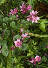 Sidalcea malviflora rostrata