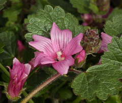 Sidalcea malviflora rostrata