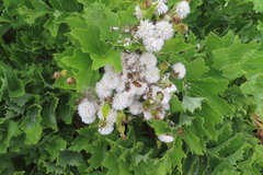 Sonchus grandifolius
