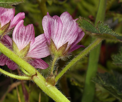 Sidalcea malviflora rostrata