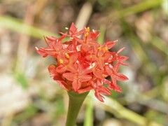 Pimelea punicea