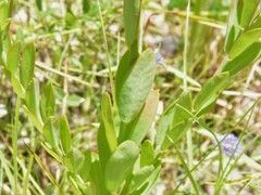 Pimelea punicea