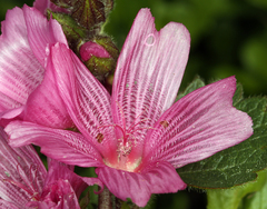 Sidalcea malviflora rostrata