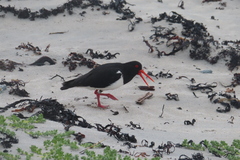 Atriplex billardierei